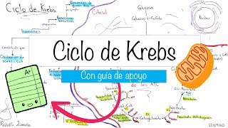 Ciclo de Krebs  guía de apoyo nivel experto para principiantes  Rodolfo Zamudio [upl. by Gnidleif]