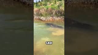 Este BÚFALO se sumergió por COMPLETO en el AGUA 😱 [upl. by Mota]