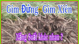 Thu hoạch khoai mì tại Tây Ninh  TH Farm information [upl. by Cairistiona590]