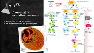 capsule n°34  limmunité adaptative [upl. by Yekcim]