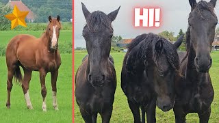 How are they We havent seen them for a long time  Horses love mud  Friesian Horses [upl. by Thoer]