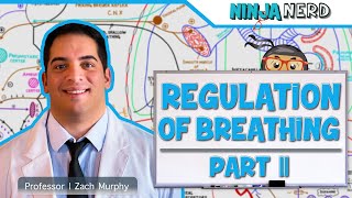 Respiratory  Regulation of Breathing Central amp Peripheral Chemoreceptors Part 2 [upl. by Polk]