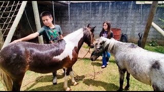 CRIANÇA ANDANDO DE CAVALO COMO DAR BANHO NOS CAVALOS NOSSAS PONEIS MINI HORSE [upl. by Lait]