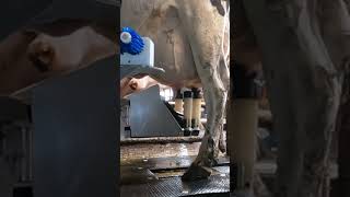 Robotic milking fullwood JOZ merlin M2 [upl. by Eigroeg]