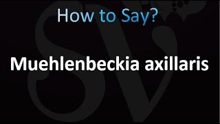 How to Pronounce Muehlenbeckia axillaris correctly [upl. by Bannon]