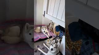 Pawsitively Hilarious Funny Dogs Compilation 🐶  Short Funny Dog Videos [upl. by Rhpotsirhc]