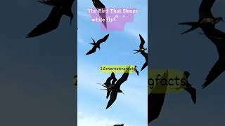 The Bird that Sleeps While Flying Long Distances interestingfacts shorts सीखतेरहो1 [upl. by Lukin]