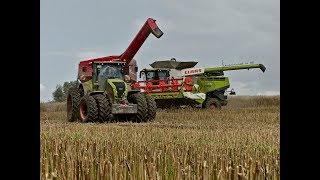 Rapsernte XXL  4 x Claas Lexion  1x New Holland  Harvest in Germany [upl. by Von]