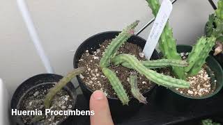 Stapelia And Huernia Plants Update [upl. by Verras]