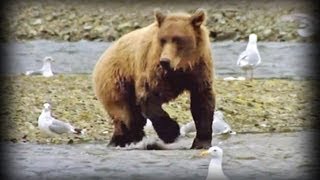 Land of the Giant Bears full documentary [upl. by Pas]