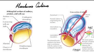 Mesodermo cardíaco y formación del tubo cardíaco [upl. by Juliann]