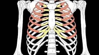 Anterior Thoracic wall [upl. by Retluoc]