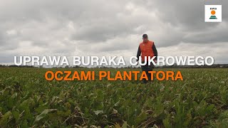 Uprawa buraka cukrowego oczami plantatora  Rozmowa z Panem Kamilem Kaczmarkiem [upl. by Eenel]