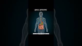 Hamara Small Intestine Food ko kese Absorb krta hai 🤔 digestion [upl. by Marzi]