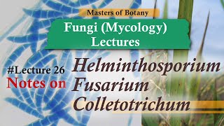 Lecture 26  Helmithosporium Fusarium amp Colletotrichum Life Cycle Deuteromycotina  Fungi [upl. by Lonnie]