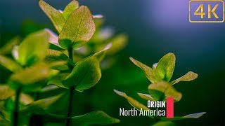 Popular Freshwater Plants Part 5 [upl. by Harutak]