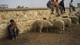 Maroc  la sècheresse fait grimper le prix des moutons à lAïd AlAdha [upl. by Candice]