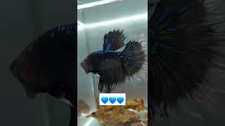 Blue marble dot plakat betta fish [upl. by Eceinert]