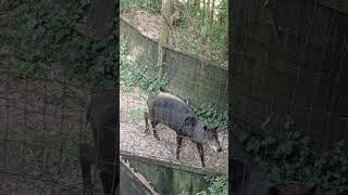 YELLOW  BACKED DUIKER [upl. by Cryan911]