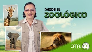 Desdde el Zoológico  Desparacitando serpientes [upl. by Willetta]