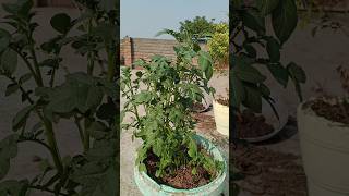 Aalu in Cocopeat 😍🥔 indianfarmer gardening indiangardeners phoolpatte cementplanter garden [upl. by Nomae140]