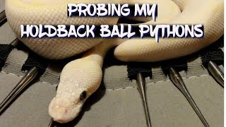 Probing my Holdback Ball Pythons [upl. by Vano]