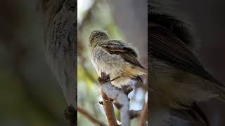 Western Flycatcher birds wildlife [upl. by Ahsienet]