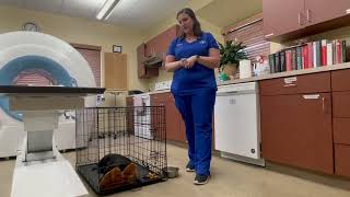 Crate Training a Puppy First Steps [upl. by Eddra382]