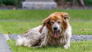 Dog Coughing 🐕 7 Reasons Why Dogs Cough and What to Do [upl. by Anahgem]