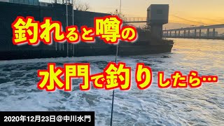 【江戸川区中川で釣り】真冬でも人気の水門なら釣れるのか試してみたら…《2020年12月23日》 [upl. by Chappie]