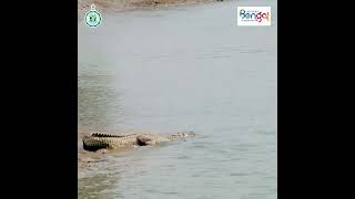 Sundarbans  the worlds largest mangrove forest [upl. by Guenzi]