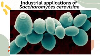 Industrial applications of the yeast Saccharomyces cerevisiae [upl. by Ilam]