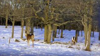 Wildlife of Manitoulin Island Ontario Canada [upl. by Nydia365]