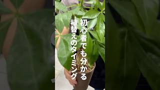 【観葉植物】植え替え時期が分かる3つのタイミング植物のある暮らし 植物大好き 植物 観葉植物 [upl. by Bugbee97]