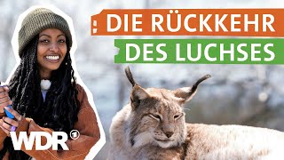 Die größte Raubkatze Europas kehrt nach Deutschland zurück  neuneinhalb  WDR [upl. by Elocen432]