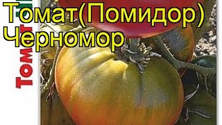 Томат Черномор Краткий обзор описание характеристик solanum lycopersicum Chernomor [upl. by Catlee692]