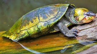 Worlds Most Endangered Turtles amp Tortoises Madagascar Video series [upl. by Buyer283]