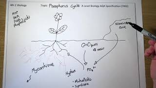 Phosphorus Cycle [upl. by Holey]