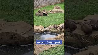 Woburn Safari park UK [upl. by Sharia300]