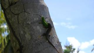 Gecko vs Lizard [upl. by Gottlieb]