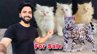 Persian Cats For Sale  Bengal kitten  Cats for sale  persian cat price in india  persian cat [upl. by Anallese]