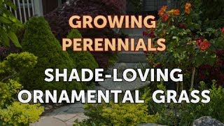 ShadeLoving Ornamental Grass [upl. by Goren]