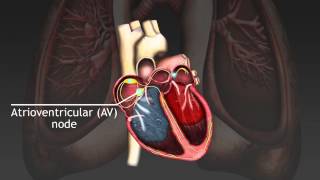 How the cardiac cycle is produced by electrical impulses in the heart [upl. by Spiro]