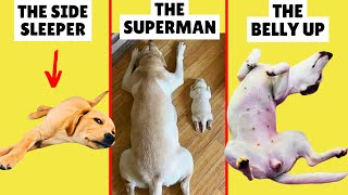 What Your Dogs Sleeping Position Reveals About Them [upl. by Garibull]