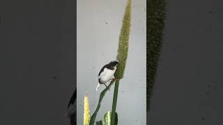 Watch This Bengalese Finch Snack Straight from the Source [upl. by Brainard332]