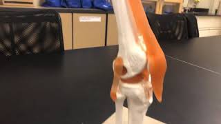 KneeTibiofemoral Joint [upl. by Zellner794]