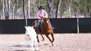 Dalby Stockhorse Sale 24 Riddles Fireball Lot 106 [upl. by Marcoux977]