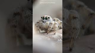 The Dancing Peacock Spider  Nature Quest Daily  shorts [upl. by Dj]