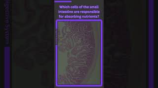 Histology Digestive System Knowledge Q6 [upl. by Miyasawa44]