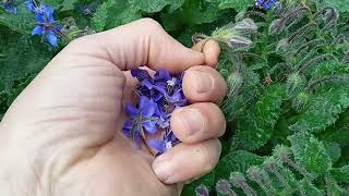 Growing Borage in your Home Garden [upl. by Hilario45]